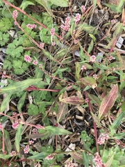 Persicaria maculosa