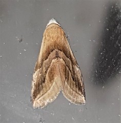 Eublemma roseana