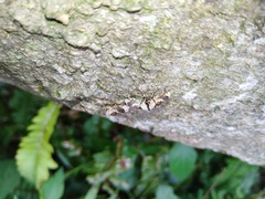 Gasterocercus onizo