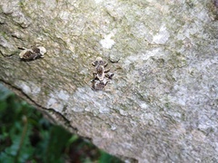 Gasterocercus onizo