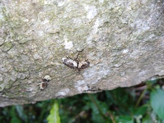 Gasterocercus onizo