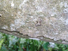 Gasterocercus onizo