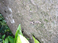 Gasterocercus onizo