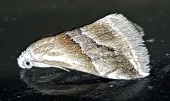 Eublemma roseana