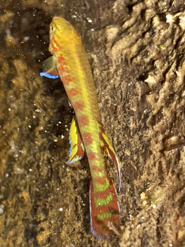 Jewel killi (Aphyosemion exiguum) — Nothobranchiidae