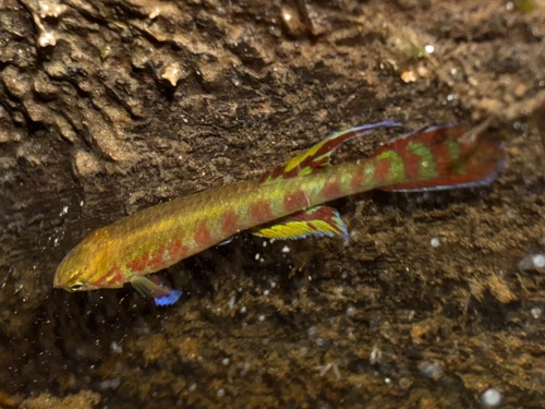 Juweel-killivis (Aphyosemion exiguum) — Nothobranchiidae