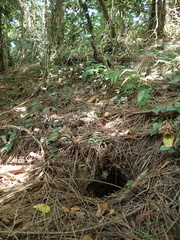 Manis pentadactyla pentadactyla