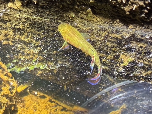 Jewel killi (Aphyosemion exiguum) — Nothobranchiidae — 3