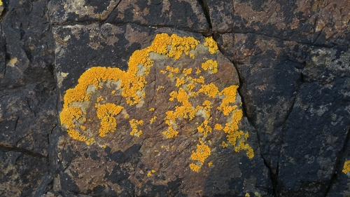 Variospora thallincola