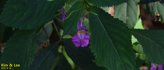 Impatiens textorii