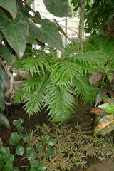 Blechnum gibbum