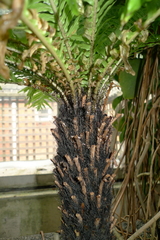 Blechnum gibbum