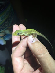 Anolis krugi