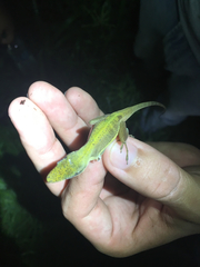 Anolis krugi