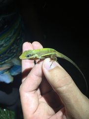 Anolis krugi