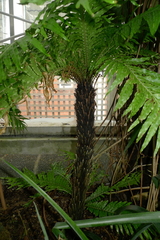 Blechnum gibbum