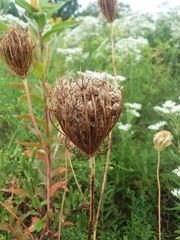 Daucus carota