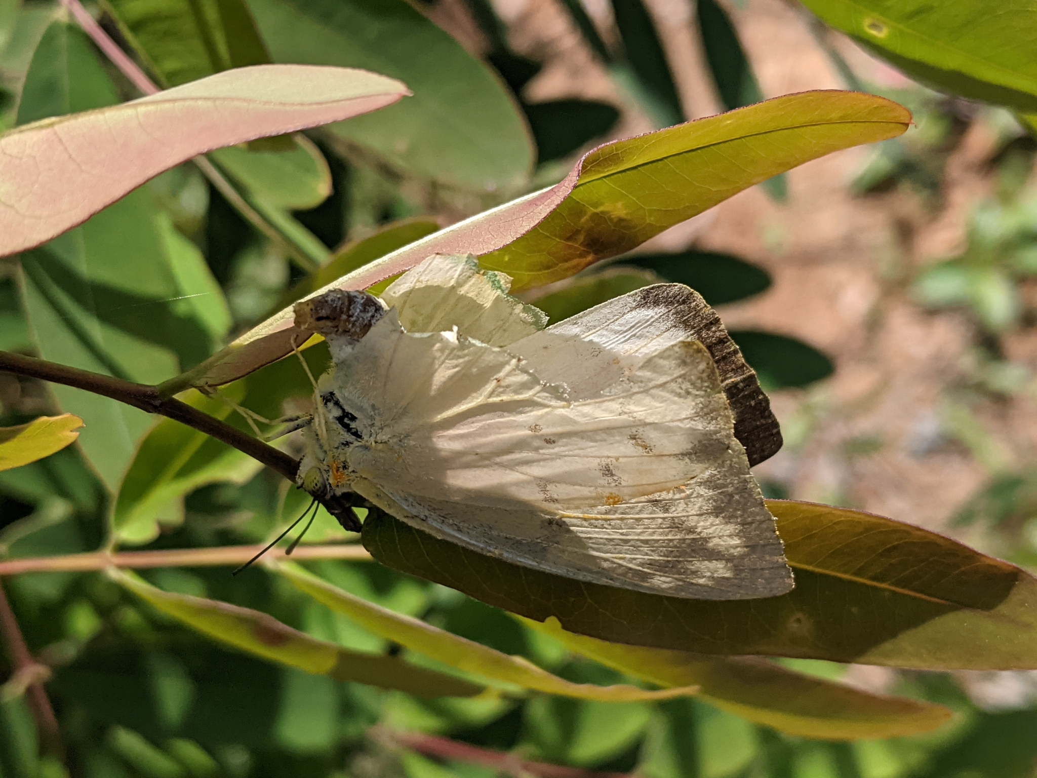 Lemon Emigrant