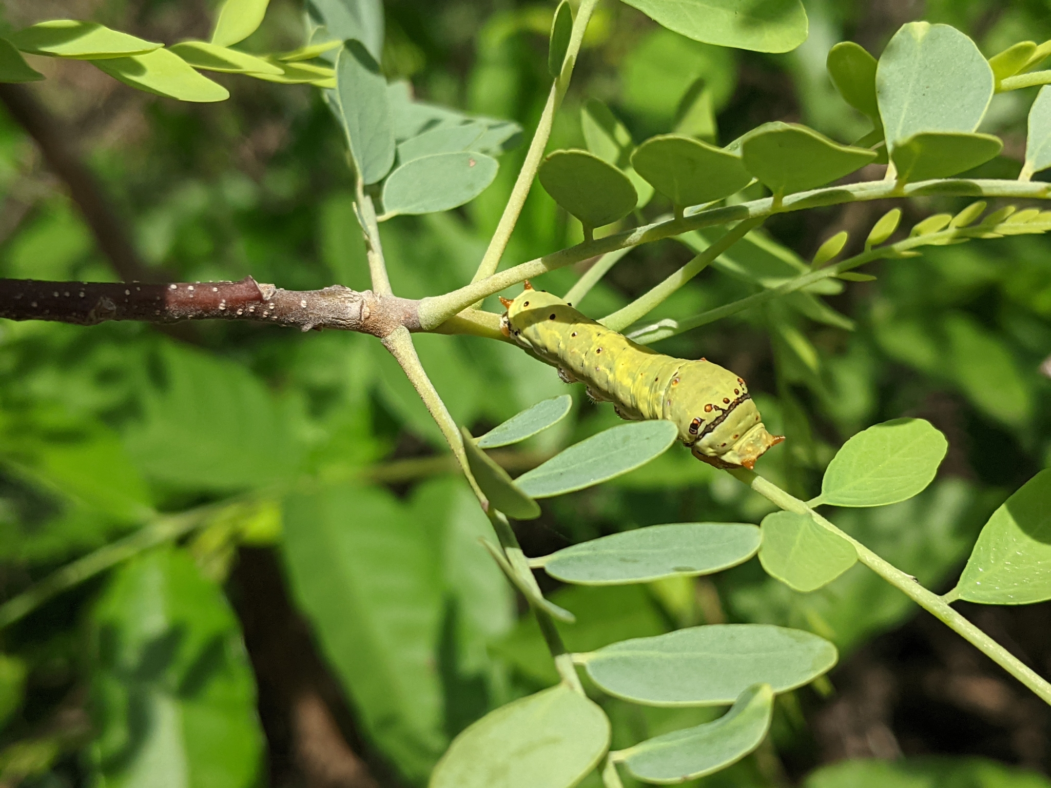 Lime Swallowtail