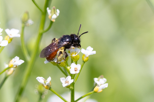 Andrena sphecodimorpha