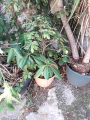 Pittosporum tobira