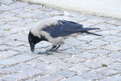 Corvus cornix