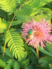 Agapostemon splendens