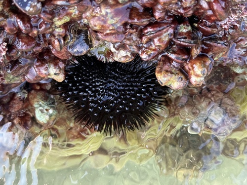 Black sea urchin (Arbacia lixula)