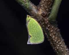 Salurnis marginella