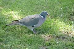 Columba palumbus