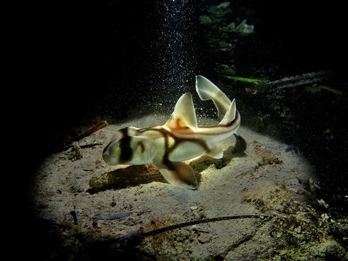 Port Jackson Shark, photo 8 of 10