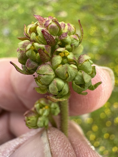 Tiny Swamp Saxifrage (Micranthes apetala)
