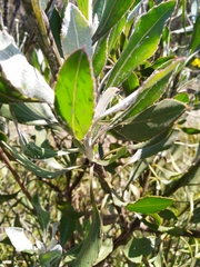 Osteospermum junceum