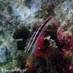 Helcogramma striata