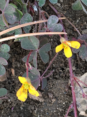 Oxalis corniculata