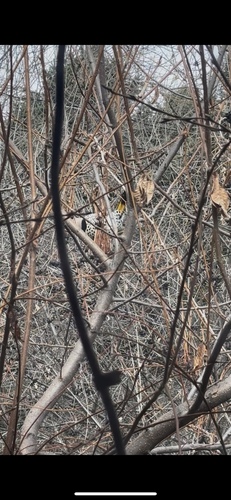 iNaturalist observation 2025-06-03