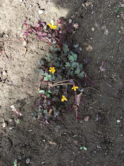 Oxalis corniculata