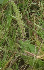 Ambrosia artemisiifolia