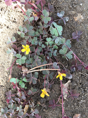 Oxalis corniculata