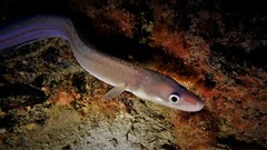 Conger wilsoni