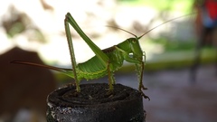 Neobarrettia sinaloae