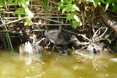 Gallinula chloropus