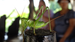 Neobarrettia sinaloae