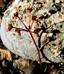 Euphorbia dimorphocaulon