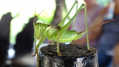 Neobarrettia sinaloae