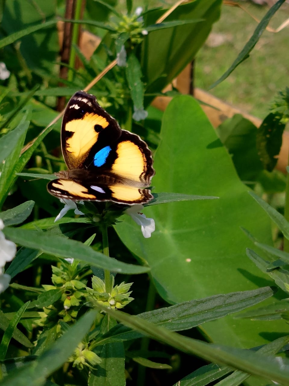 Yellow Pansy