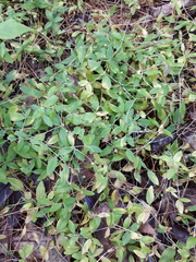 Moehringia lateriflora