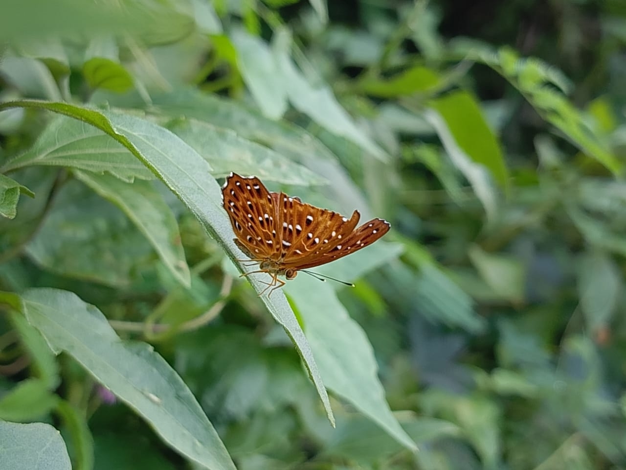 Punchinello