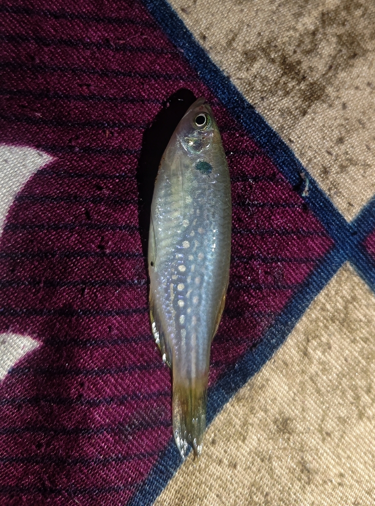 Moustached danio (Danio dangila) — Cyprinidae