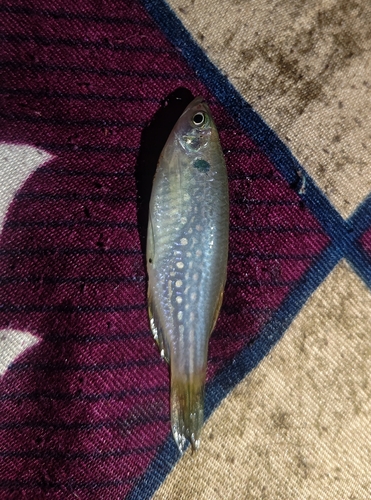 Moustached danio (Danio dangila) — Cyprinidae